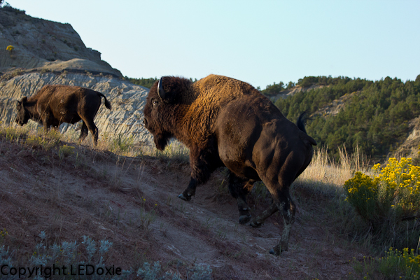 Buffalo strides