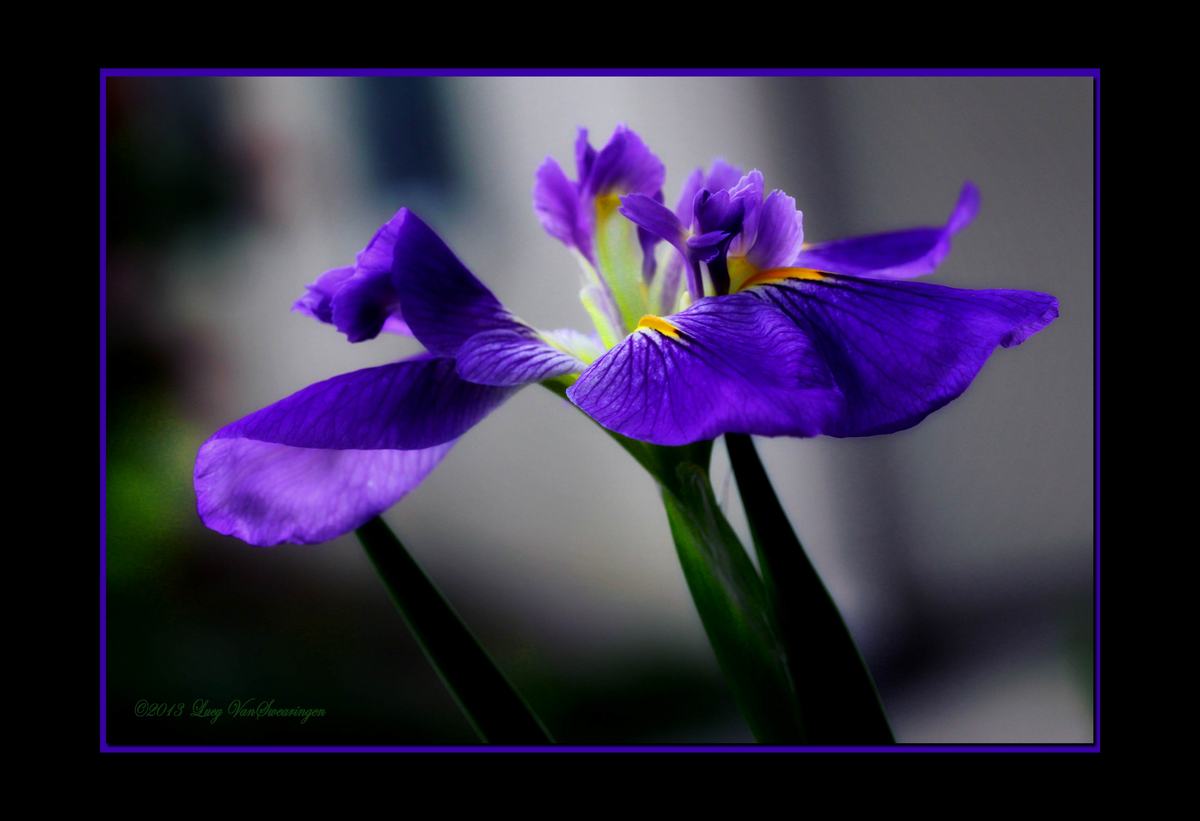Iris