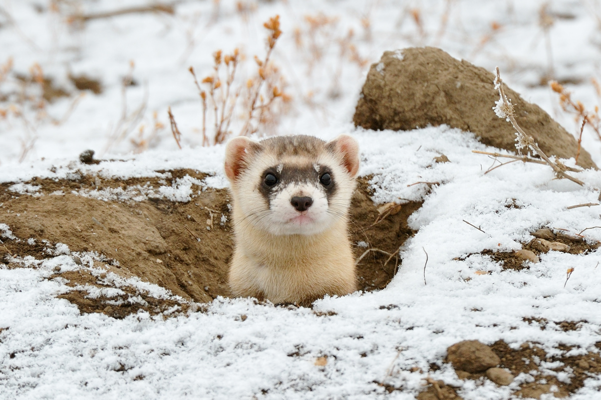 Blk Footed Ferret pop-up