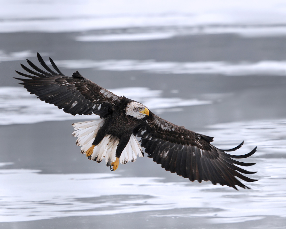 Incoming - Bald Eagle