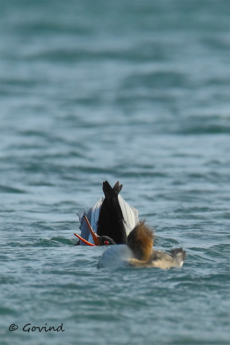 Displaying RB Merganser