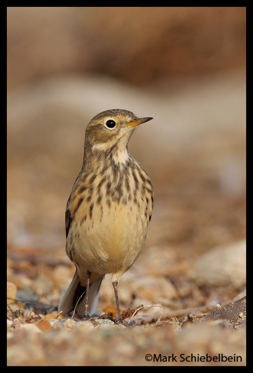 American Pipit