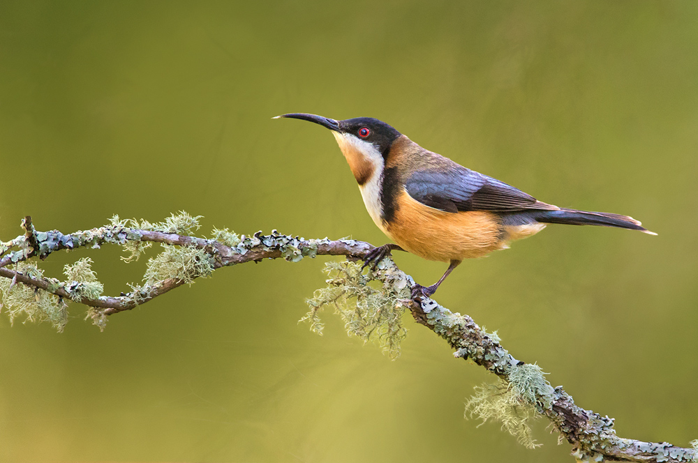 Eastern Spinebill