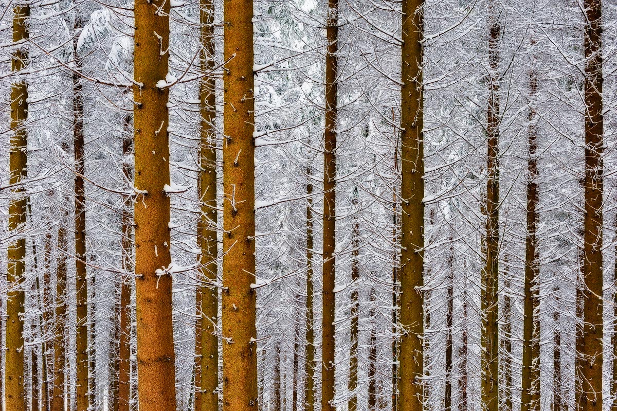 Winterwald