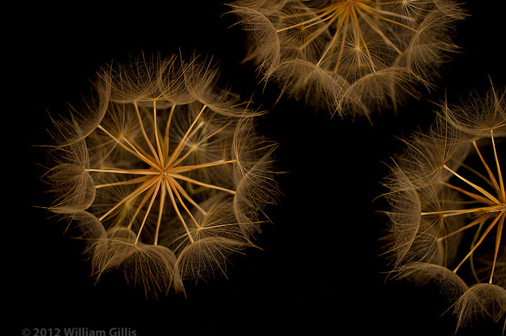 Puff 1