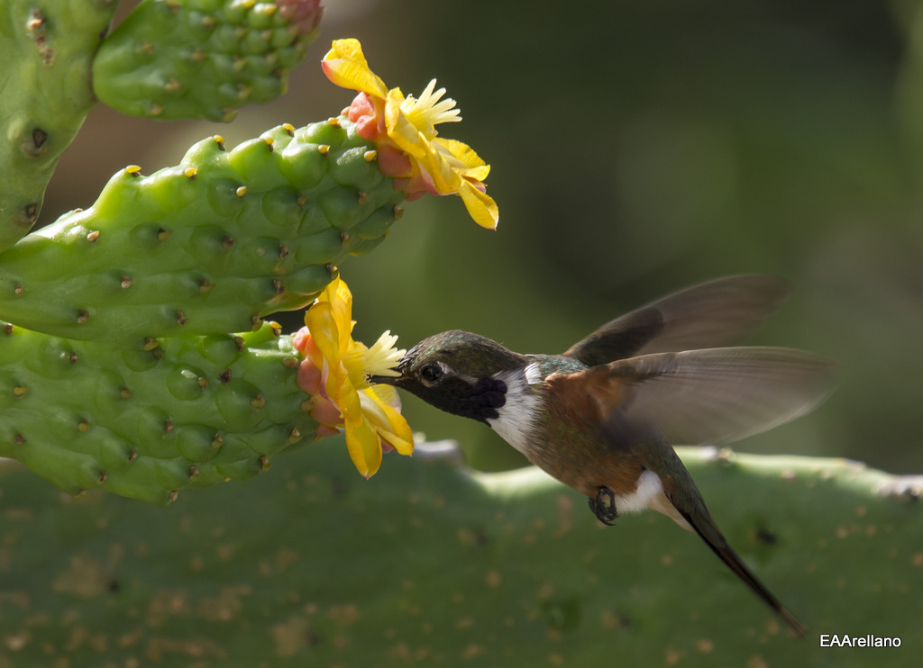 Hummer in the Cactus