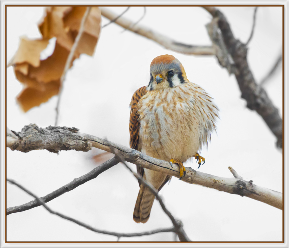 Kestrel