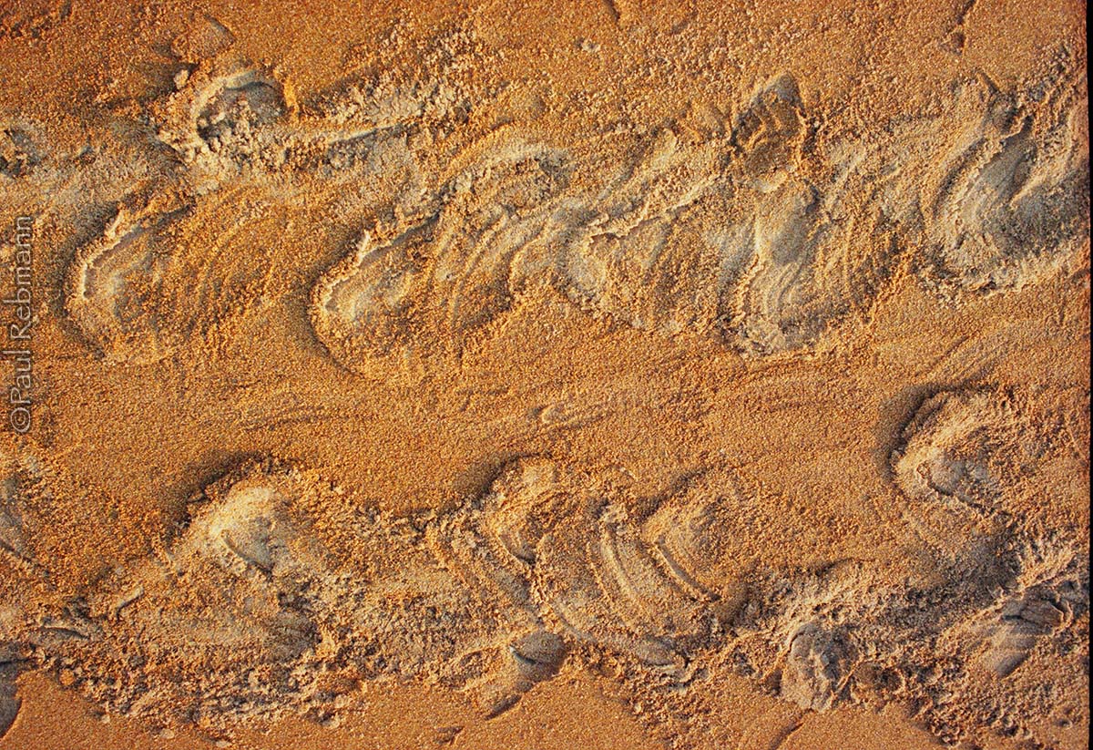 Turtle Tracks - WC#567