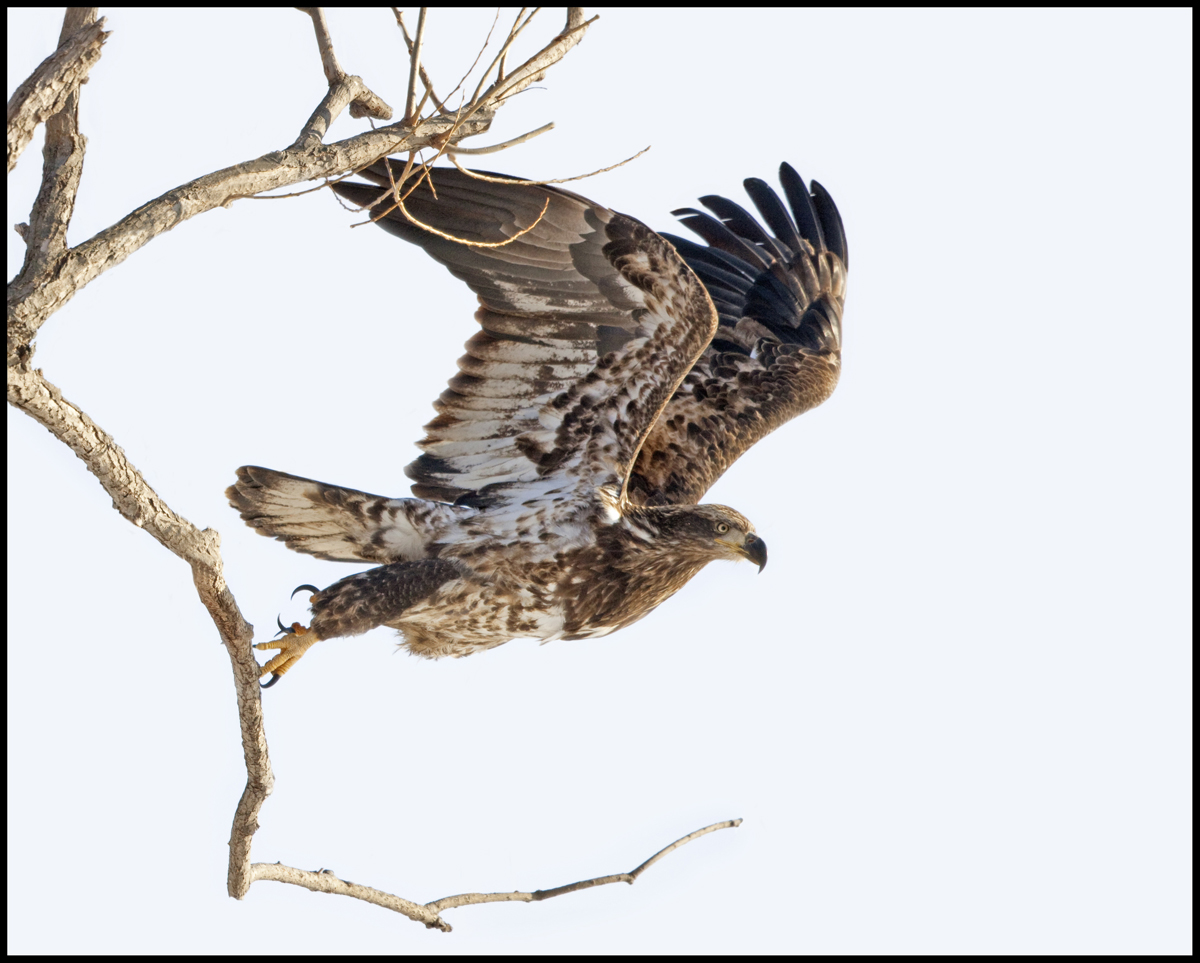 Eagle Takeoff