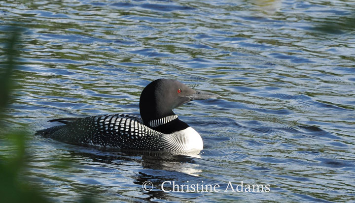 Common Loon