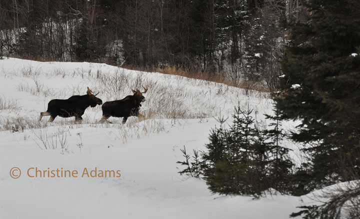 Bull Moose