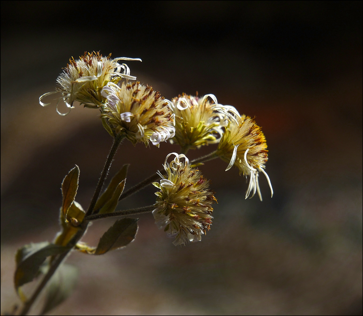 Wild Asters