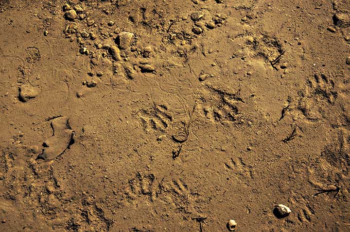 raccoon foot prints 
