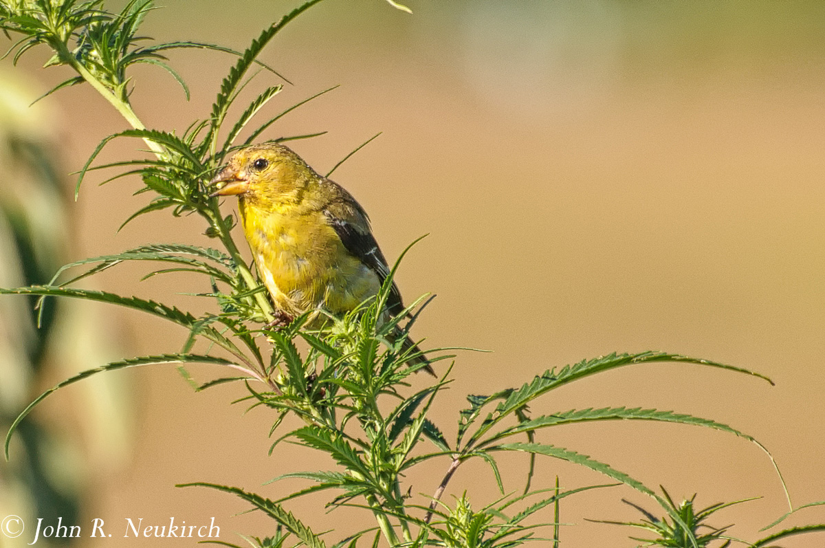Bird with a habit?