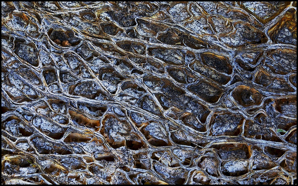 Skeleton