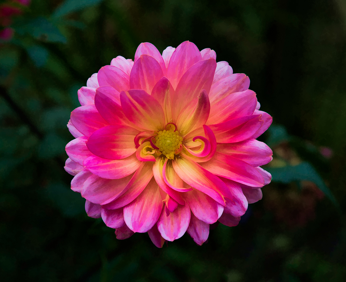 Last Dahlia + Repost