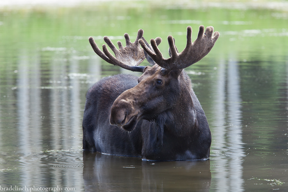 Cooling Moose