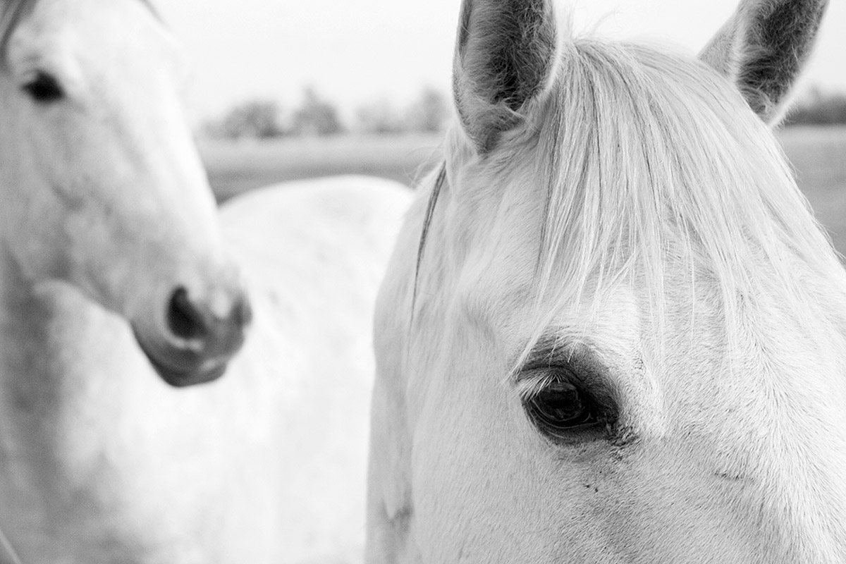 Horse study 1