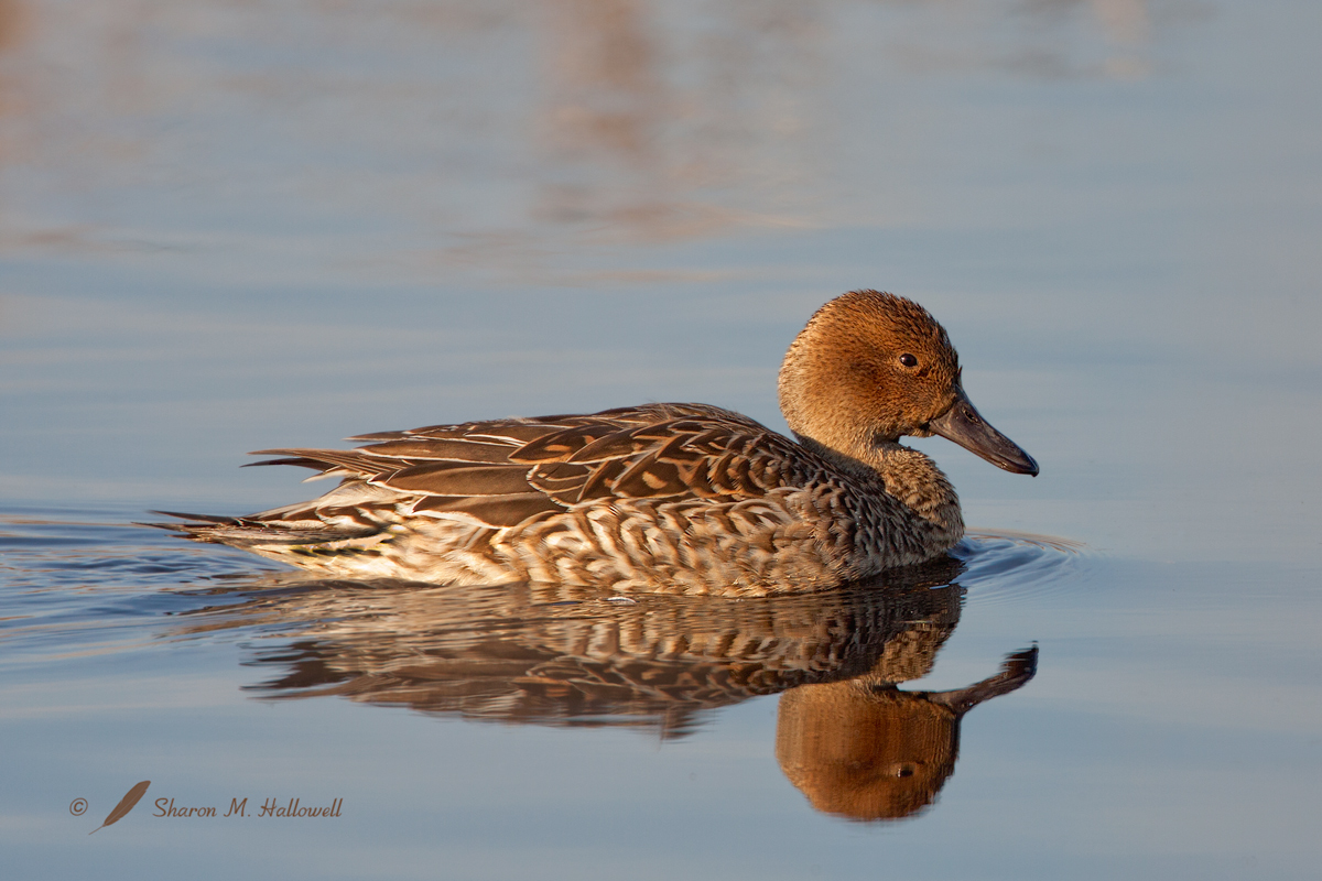 Pintail Hen
