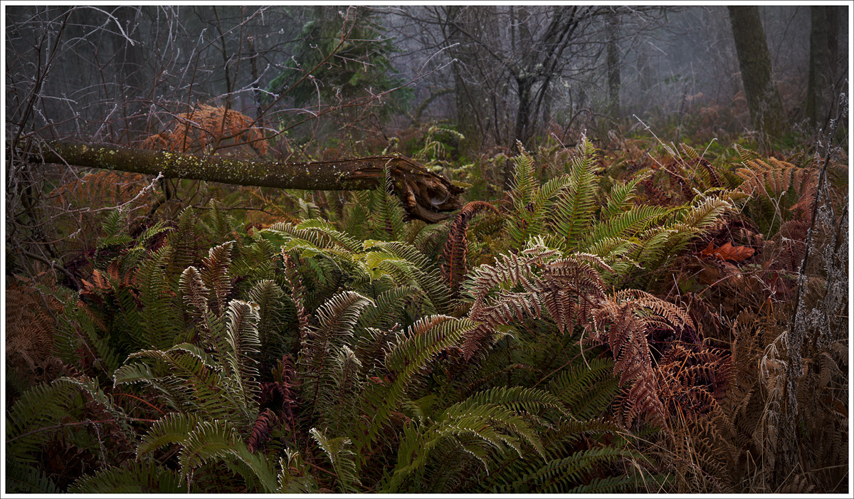 Frost Fog and Ferns