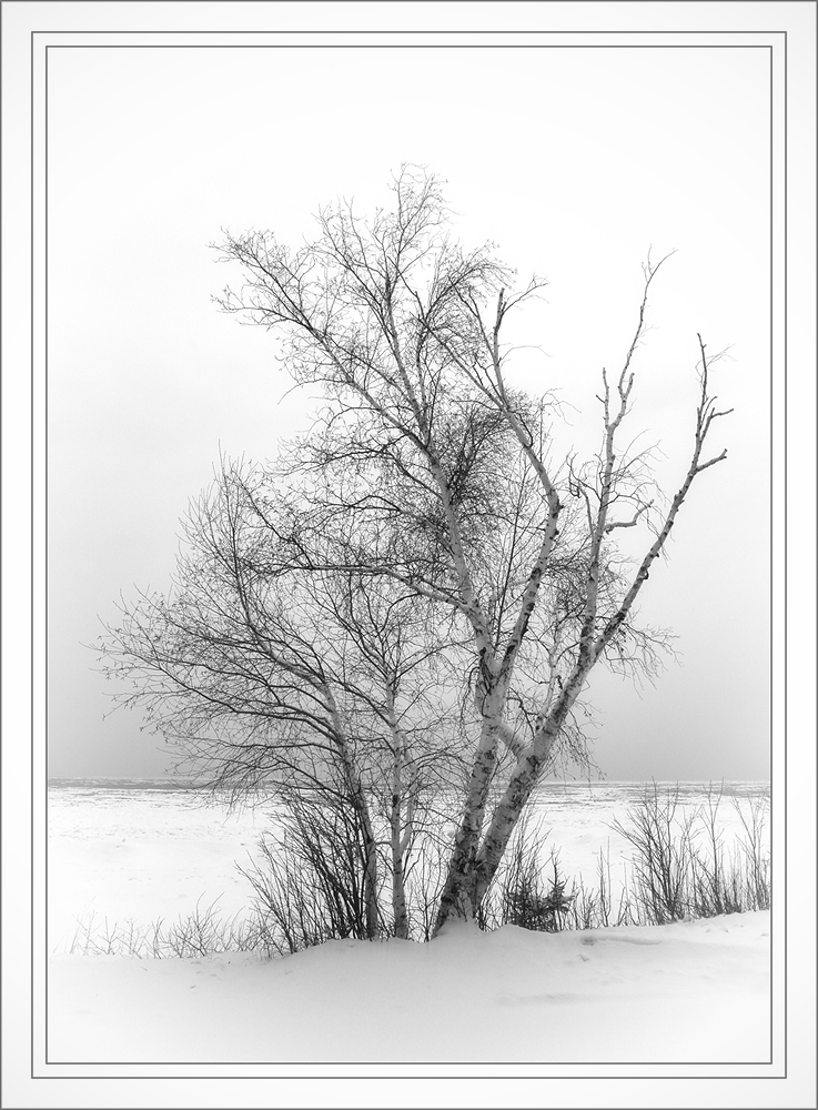 Winter Birch