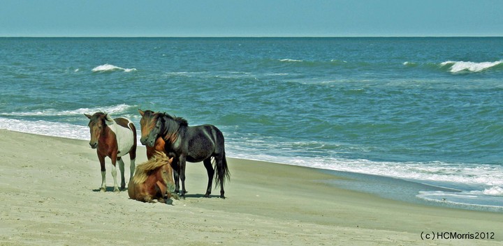 More Assateague Ponies