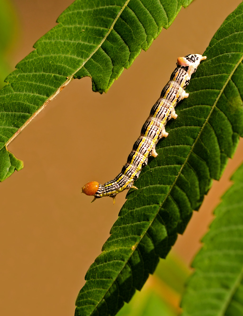 Caterpillar