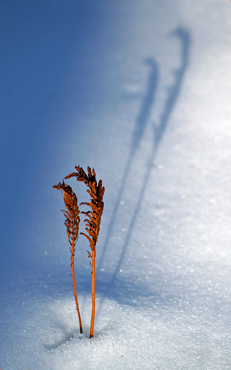 Frond shadows