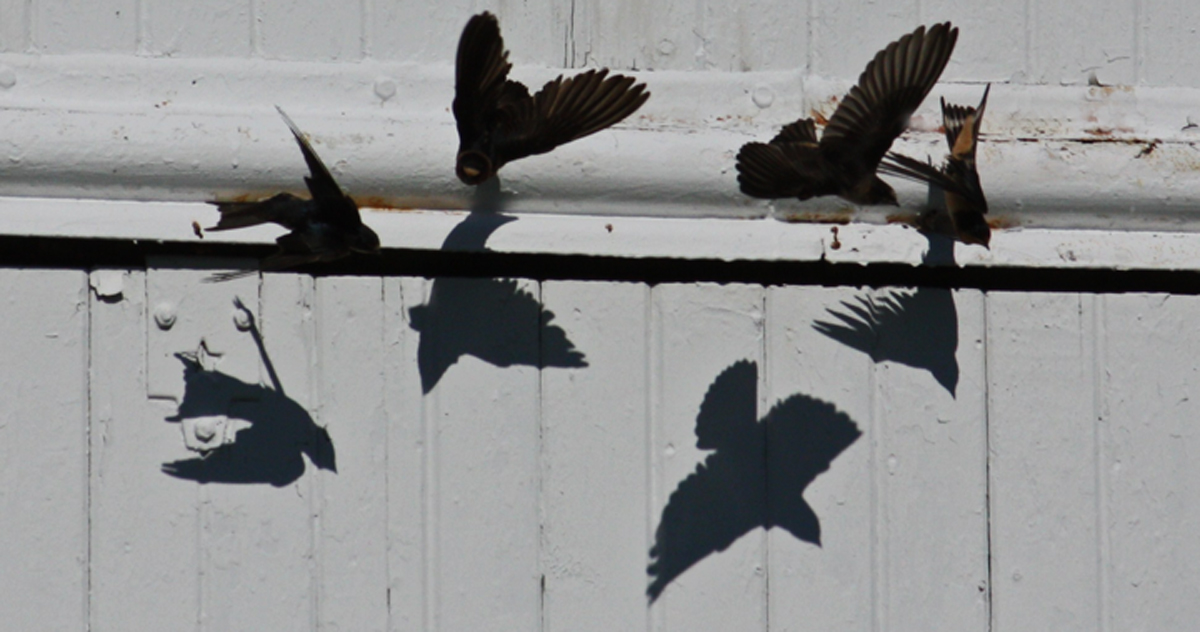 Swallow shadows 568