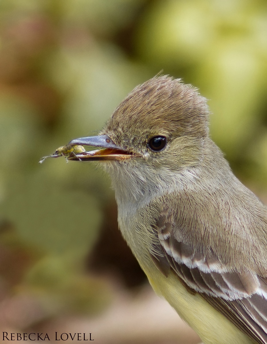 Galap.Flycatcher&Beetle