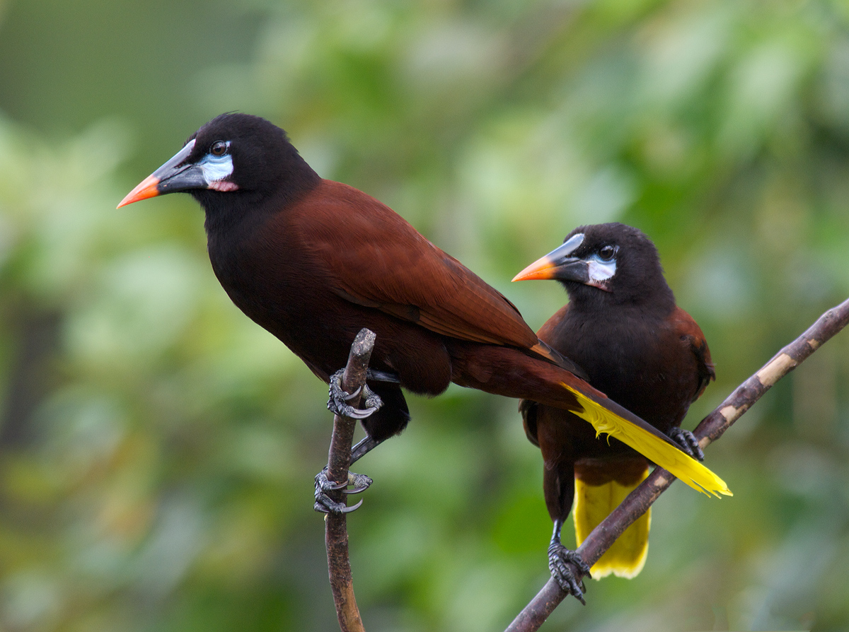 Montezuma's Oropendolas