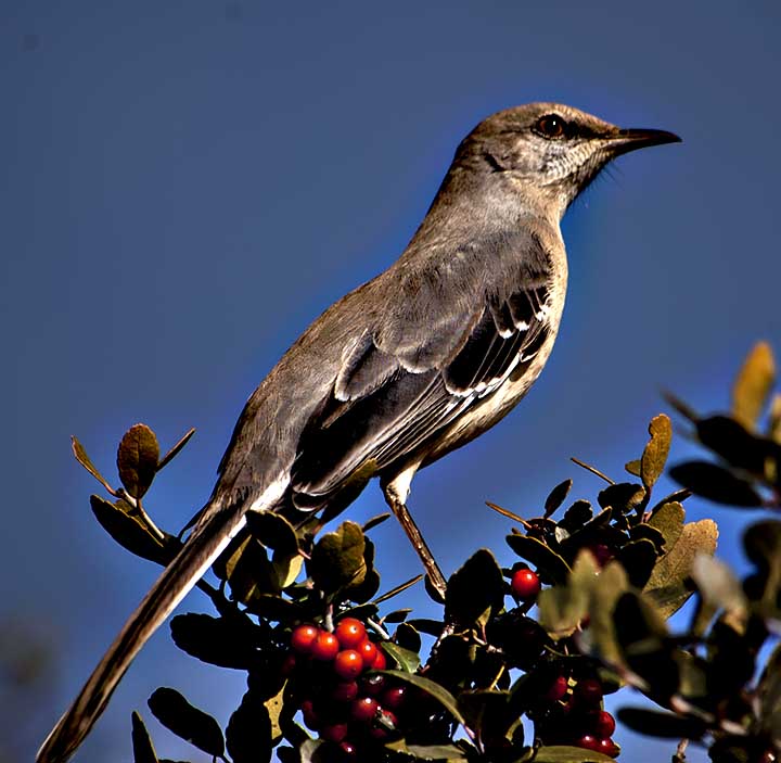 mocking bird 