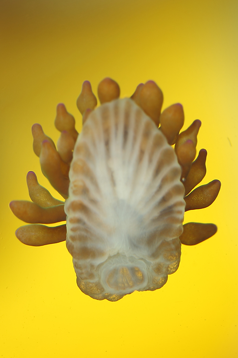 Sea Creature