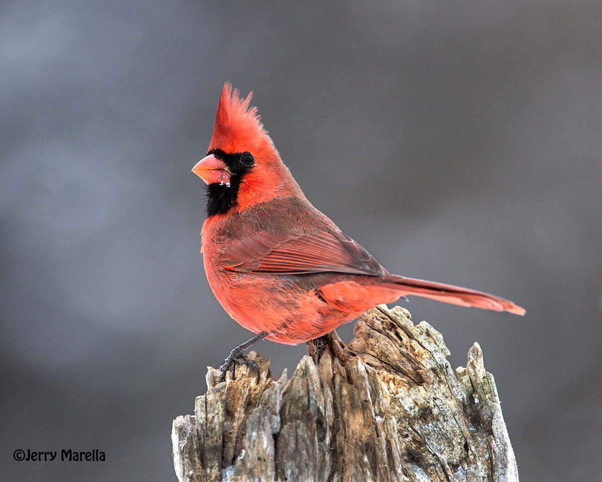 Male Cardinal