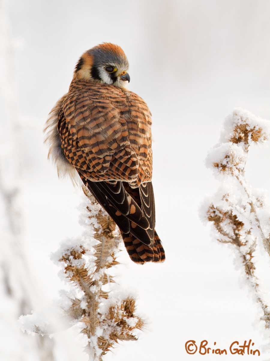 Winter Kestrel