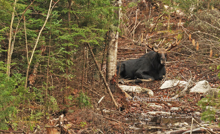 Bull Moose Relaxing