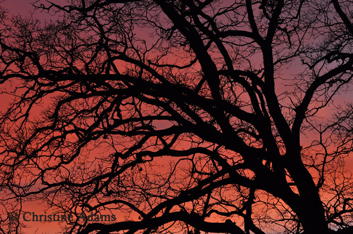 Silhouette Sunset