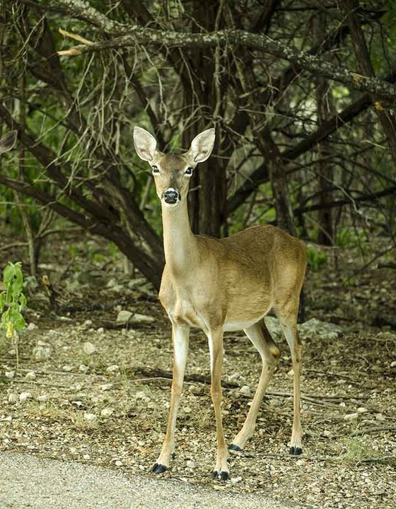 doe next to road