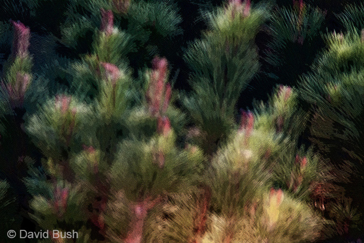 Evergreen Abstract