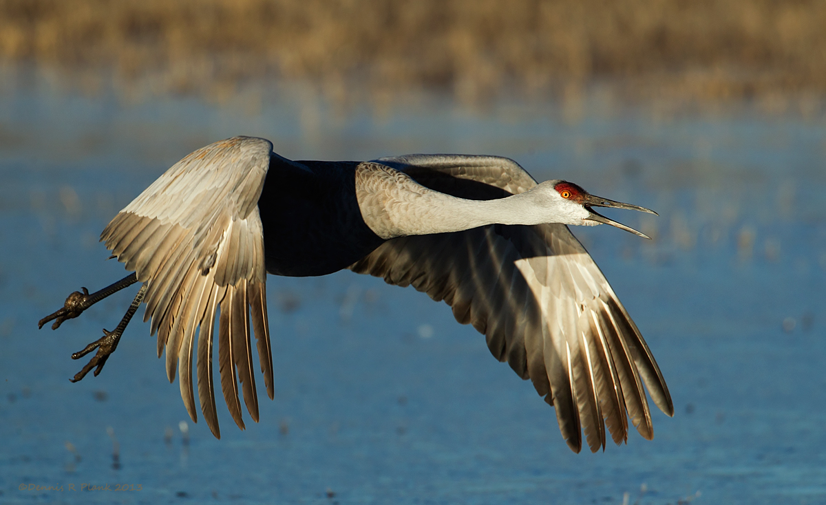 Sandhill Crane