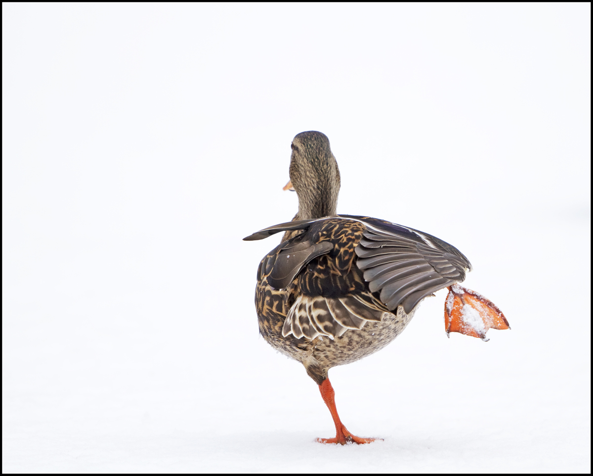 High Stepping Hen
