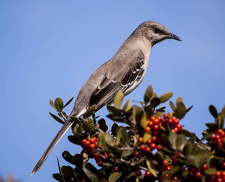 Mocking Bird 