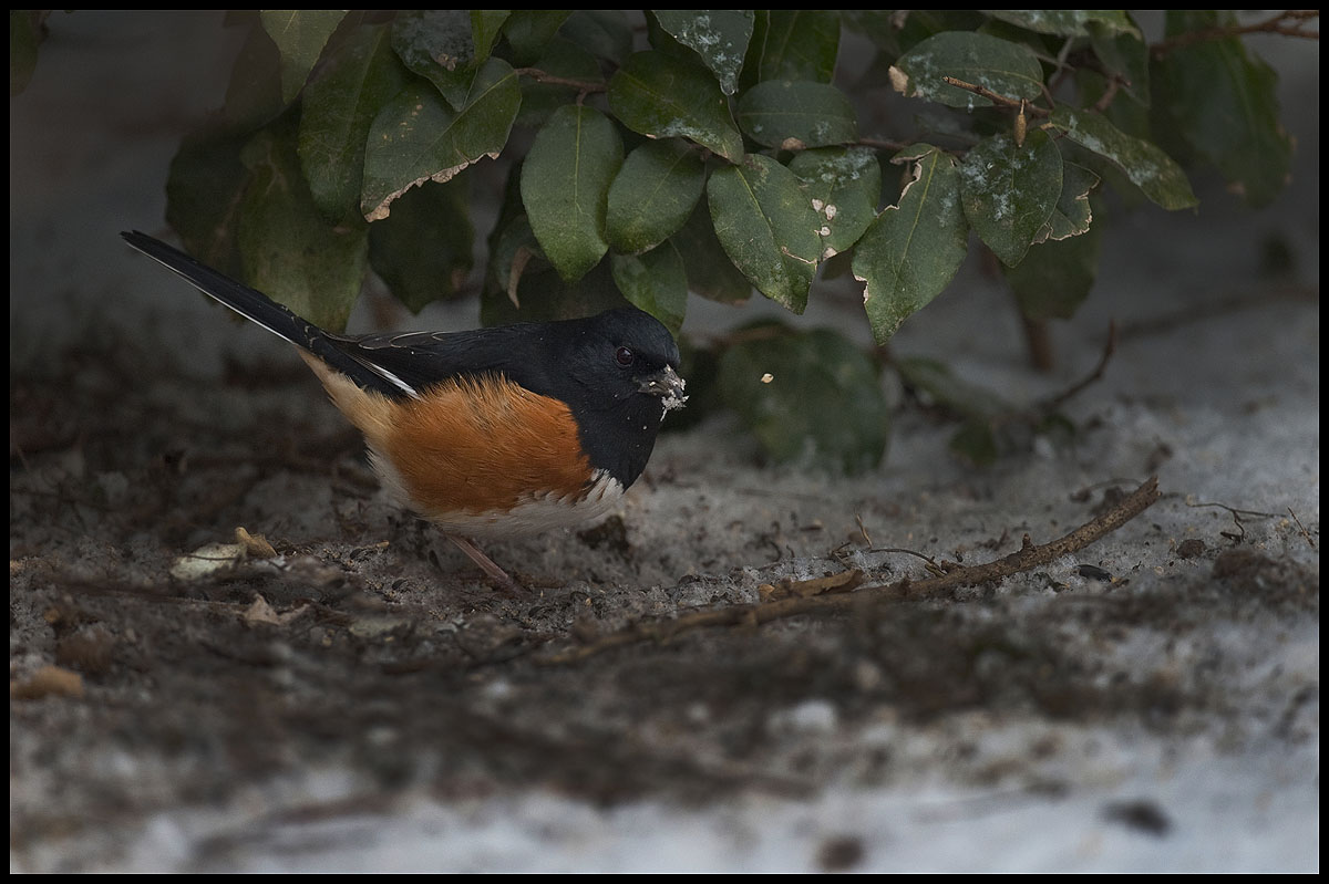 Eastern Towhee 