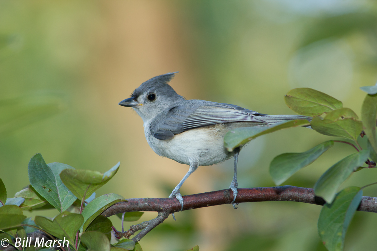 Tufted Titmouse