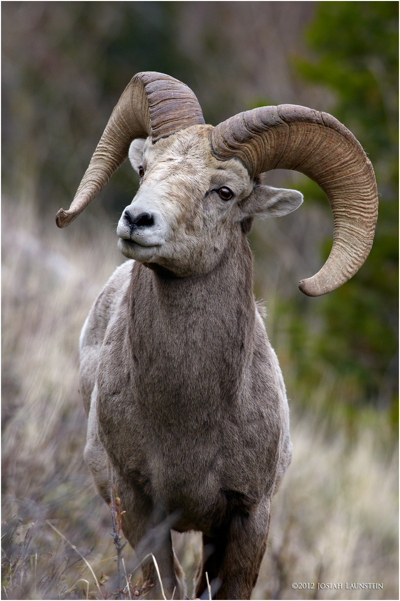 Alert Bighorn