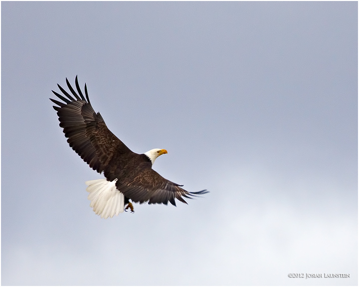 Good-Lookin' Eagle