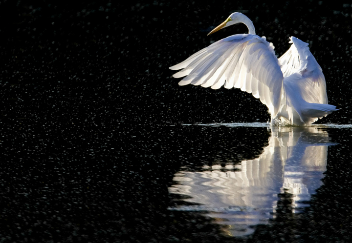 Egret on fire