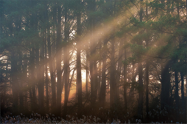 Light Rays