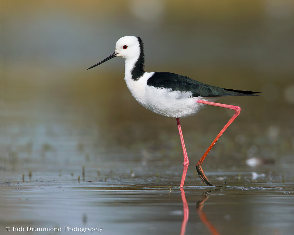 Black-winged Stilt