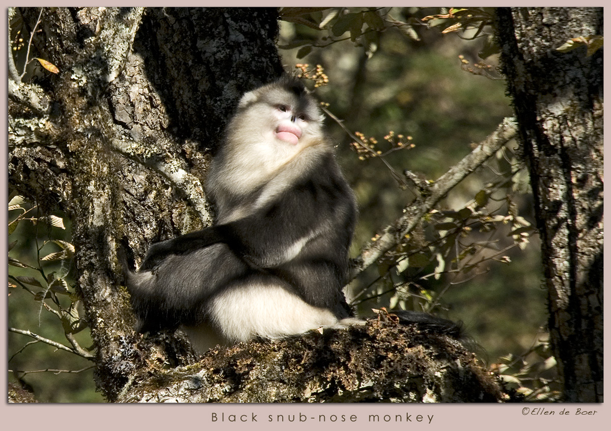 Black snub-nose monkey